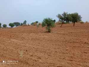 Agriculture & Agritech